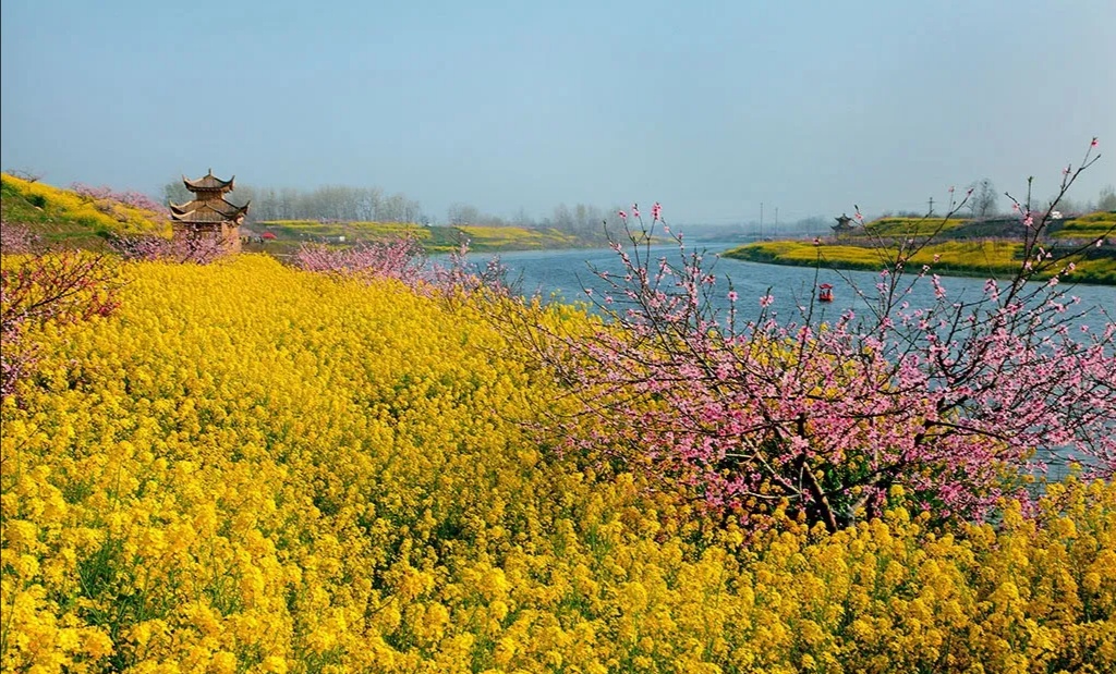 西华县第十六届桃花节邀您"隔屏赏花"