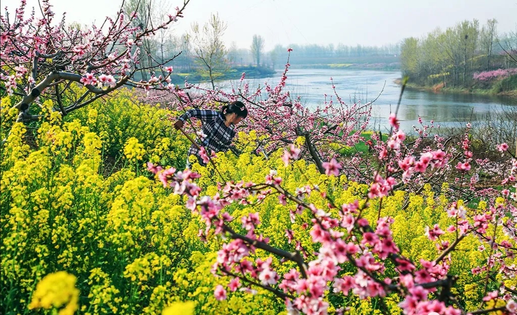 西华县第十六届桃花节邀您"隔屏赏花"