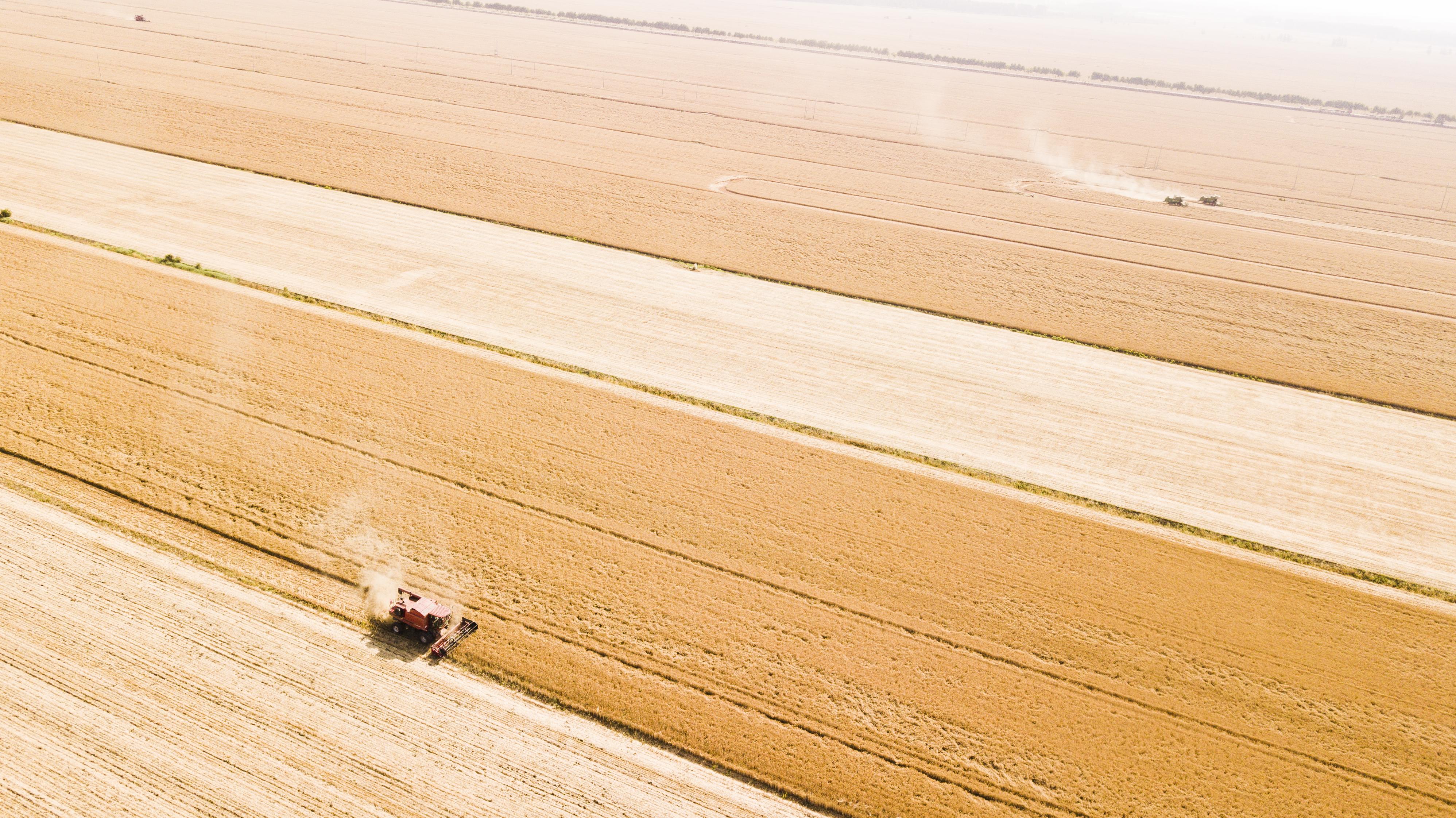 黄泛区农场10万亩小麦开镰收割