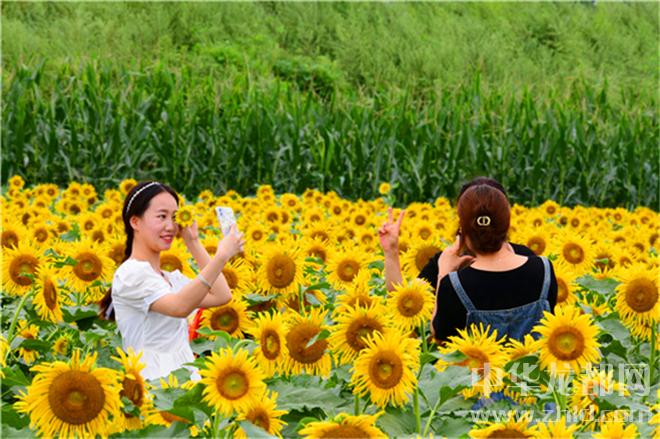 邓城:数百亩葵花灿如锦 大地流金向阳开