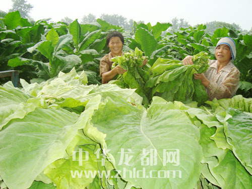 商水袁老乡烟叶长势喜人-中华龙都网-周口日报